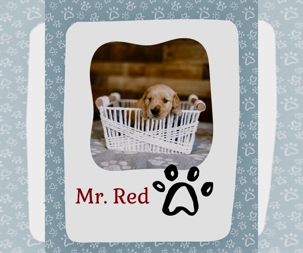 Medium Photo #1 Golden Retriever Puppy For Sale in VERONA, KY, USA