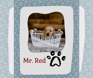 Medium Golden Retriever