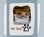 Puppy Mr Red Golden Retriever