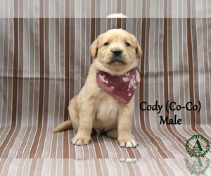 Medium Golden Labrador