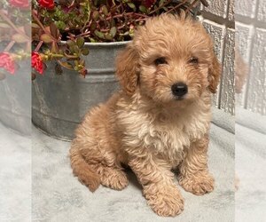Goldendoodle Puppy for sale in FROSTPROOF, FL, USA