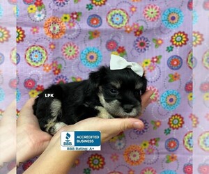 Schnauzer (Miniature) Puppy for sale in WINNSBORO, LA, USA