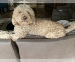 Small Photo #1 Goldendoodle Puppy For Sale in BRKN ARW, OK, USA