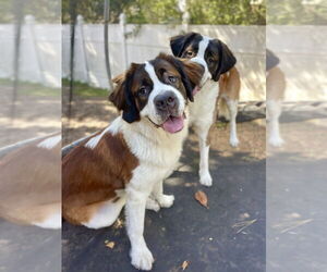 Saint Bernard Dogs for adoption in St. Augustine, FL, USA