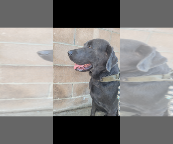 Medium Photo #1 Labrador Retriever Puppy For Sale in SANTA MARIA, CA, USA