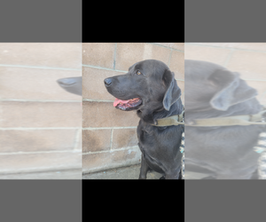 Father of the Labrador Retriever puppies born on 07/05/2025