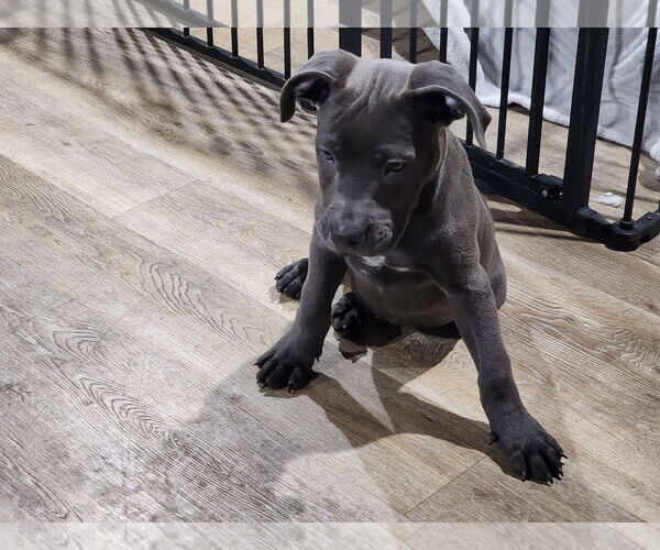 Medium Photo #2 American Pit Bull Terrier-Labrador Retriever Mix Puppy For Sale in Marine City, MI, USA
