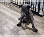 Small #1 American Pit Bull Terrier-Labrador Retriever Mix