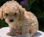 Small #8 Cavapoo