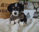 Small Photo #1 F2 Aussiedoodle Puppy For Sale in HONEY BROOK, PA, USA