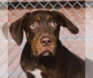 Mutt Dogs for adoption in San Antonio, TX, USA