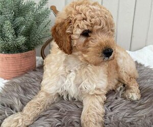Goldendoodle (Miniature) Puppy for sale in HONEY BROOK, PA, USA