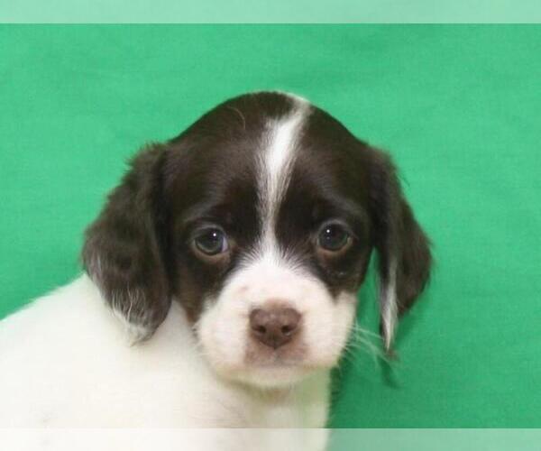 Medium Photo #3 Cockapoo Puppy For Sale in SHAWNEE, OK, USA