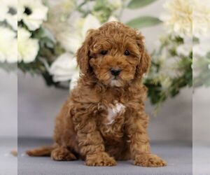 Poodle (Toy) Puppy for sale in EAST EARL, PA, USA