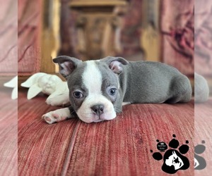 Boston Terrier Puppy for sale in LAKELAND, FL, USA