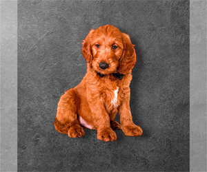 Goldendoodle Puppy for sale in ORANGE PARK, FL, USA