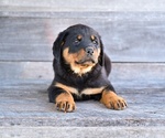 Small #4 Rottweiler