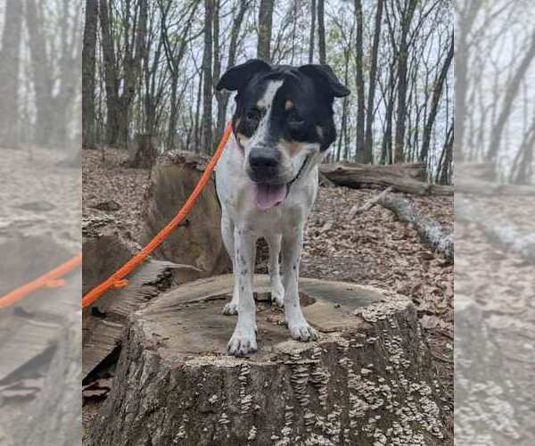 Medium Photo #7 Boxer-Unknown Mix Puppy For Sale in Kennesaw, GA, USA