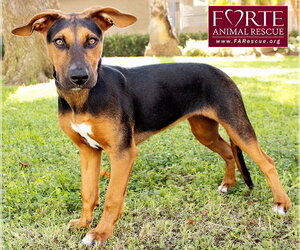 Bolda - Female Doberman Pinscher-German Pinscher Mix Dog for Adoption - Photo #9