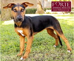 Small Photo #9 Doberman Pinscher-German Pinscher Mix Puppy For Sale in Marina del Rey, CA, USA