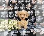 Small Photo #3 Bichpoo-Poodle (Miniature) Mix Puppy For Sale in KIRKWOOD, PA, USA