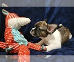 Small Photo #2 American Bullnese Puppy For Sale in PHELAN, CA, USA