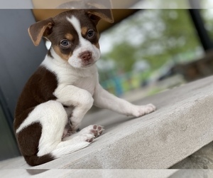 Shepradors Puppy for sale in DETROIT, MI, USA