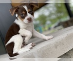 Small Photo #1 Shepradors Puppy For Sale in DETROIT, MI, USA