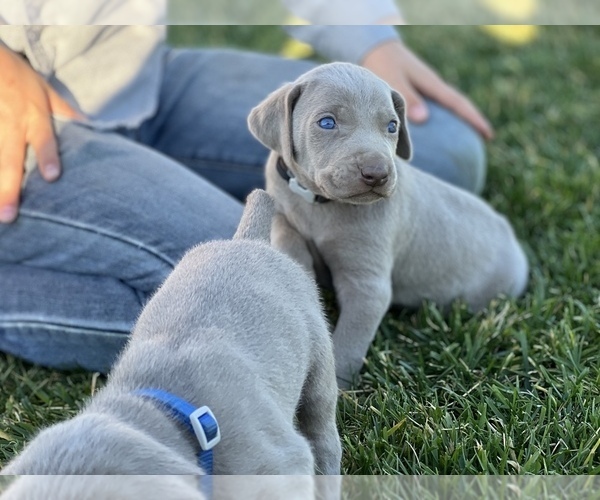 Medium Photo #21 Weimaraner Puppy For Sale in WILLOWS, CA, USA