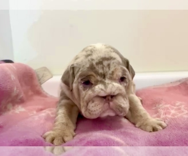 Medium Photo #7 English Bulldog Puppy For Sale in SEATTLE, WA, USA