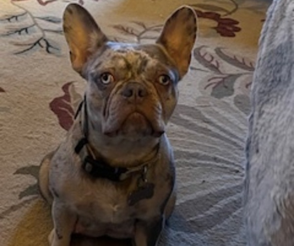 Medium Photo #1 French Bulldog Puppy For Sale in RIVER FALLS, WI, USA