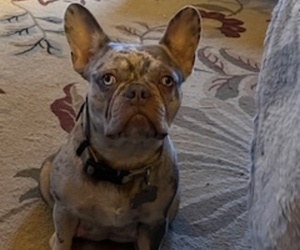 Mother of the French Bulldog puppies born on 06/04/2025