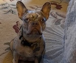 Small Photo #1 French Bulldog Puppy For Sale in RIVER FALLS, WI, USA