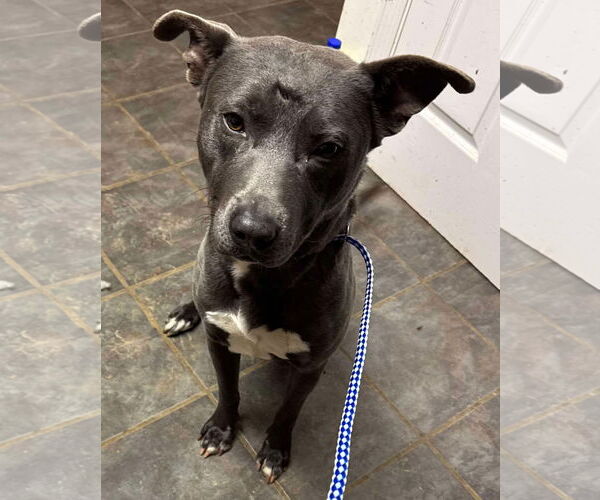 Medium Photo #29 American Pit Bull Terrier-Labrador Retriever Mix Puppy For Sale in Germantown, OH, USA