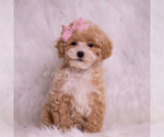Puppy Miki AKC Poodle (Toy)