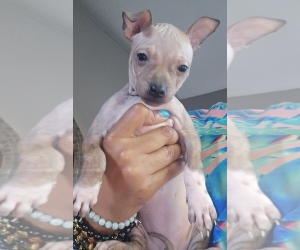 Medium Photo #6 Miniature American Hairless Terrier Puppy For Sale in MEDFORD, MA, USA