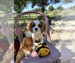 Small Photo #1 Cavalier King Charles Spaniel Puppy For Sale in TOPEKA, KS, USA