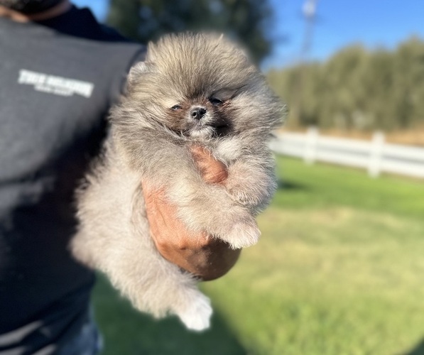 Medium Photo #2 Pomeranian Puppy For Sale in STOCKTON, CA, USA