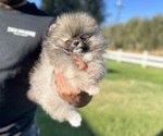Small #1 Pomeranian