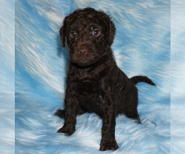 Medium Photo #1 Miniature Labradoodle Puppy For Sale in LA HABRA, CA, USA