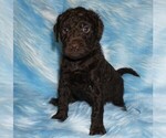 Image preview for Ad Listing. Nickname: chocolate