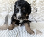Small #10 Bernedoodle