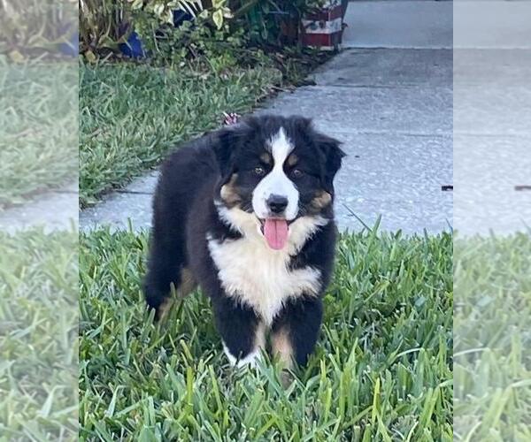 Medium Photo #7 North American Shepherd Puppy For Sale in CLERMONT, FL, USA