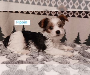 Biewer Yorkie Puppy for sale in GRANBURY, TX, USA
