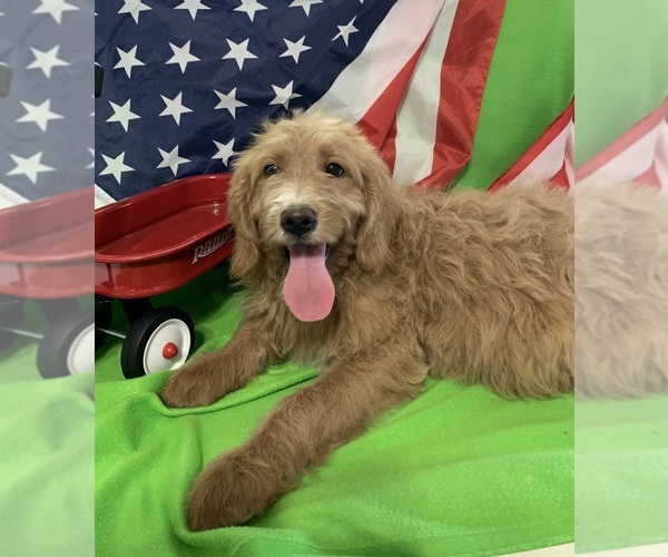Medium Photo #35 English Cream Golden Retriever-Poodle (Standard) Mix Puppy For Sale in DEARBORN, MO, USA