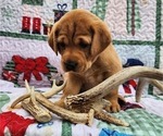 Small Photo #25 Labrador Retriever Puppy For Sale in BUFFALO, NY, USA