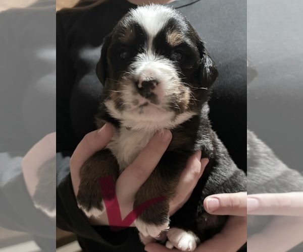 Medium Photo #10 Bernese Mountain Dog Puppy For Sale in SALISBURY, NC, USA