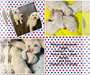Goldendoodle-Poodle (Standard) Mix Puppy for sale in DIXON, KY, USA