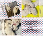 Small Goldendoodle-Poodle (Standard) Mix