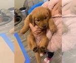 Small Photo #6 Golden Retriever Puppy For Sale in BRENTWOOD, CA, USA